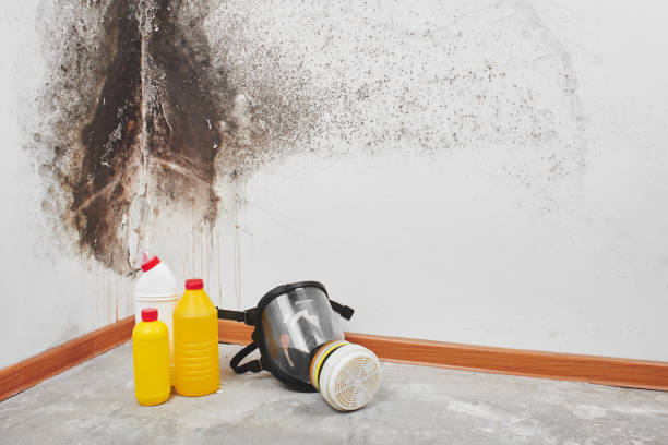 Best Commercial Mold Removal  in Clio, AL