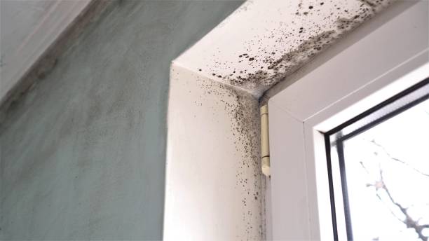 Best Professional Mold Removal  in Clio, AL