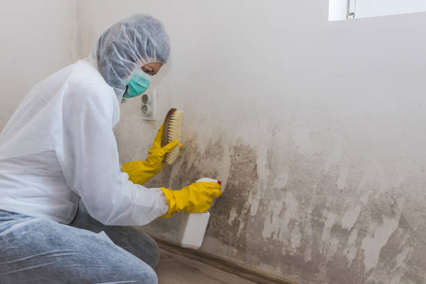 Best Attic Mold Removal  in Clio, AL