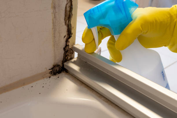 Attic Mold Removal in Clio, AL