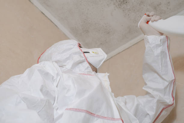 Best Certified Mold Removal  in Clio, AL
