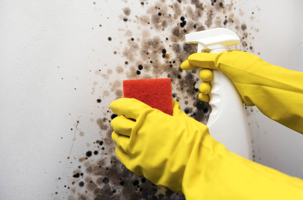 Mold Removal and Inspection in Clio, AL
