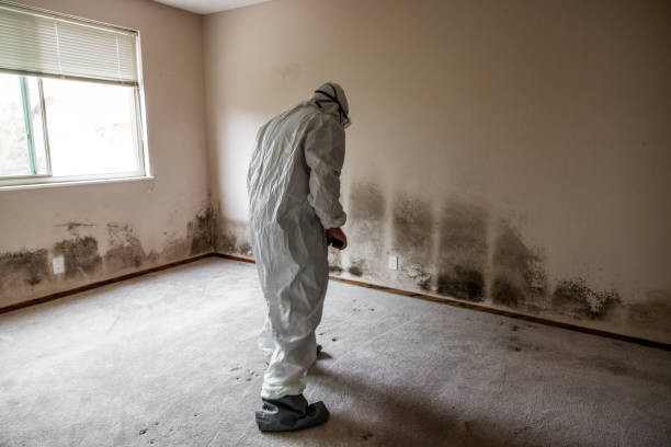 Best Mold Inspection  in Clio, AL