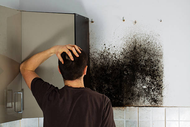 Best Mold Damage Repair  in Clio, AL