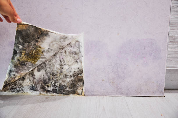 Best Certified Mold Removal  in Clio, AL